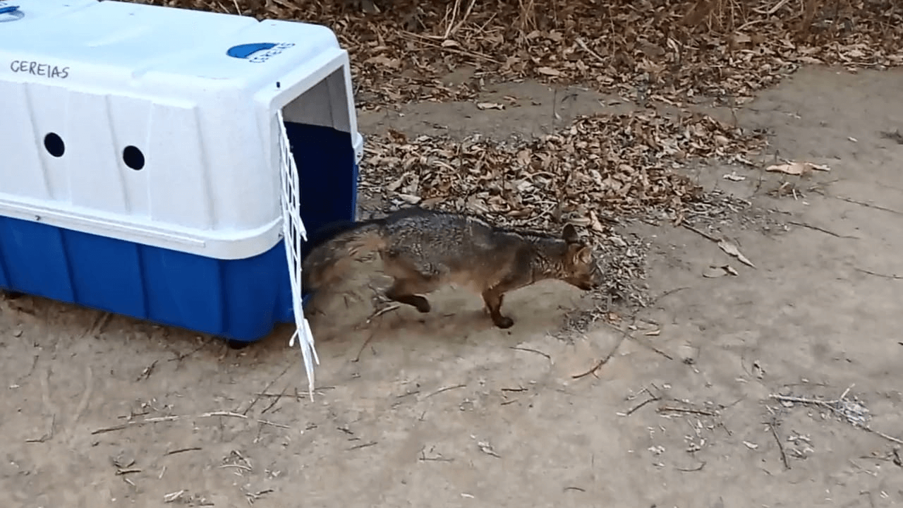  Fêmea de cachorro-do-mato é resgatada às margens da BR-101