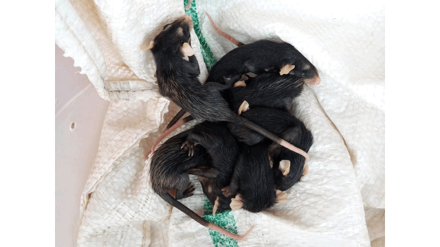 Filhotes de gambás resgatados as margens da BR101