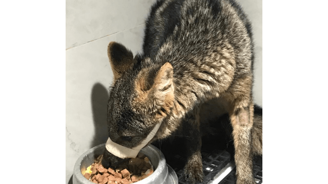  Fêmea de cachorro-do-mato é resgatada às margens da BR-101