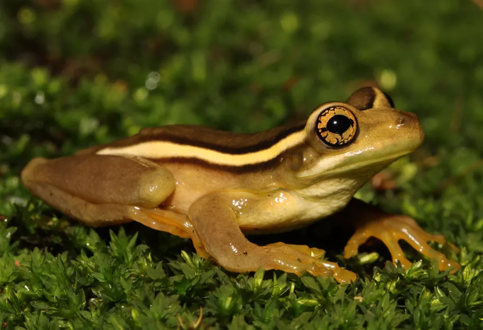 Projeto da Terceira Pista da Rodovia dos Imigrantes obtém Licença Ambiental Prévia